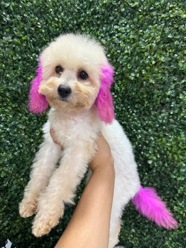 Mini Poodle White Female - Image 16