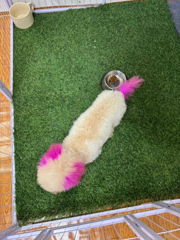 Mini Poodle White Female - Image 17