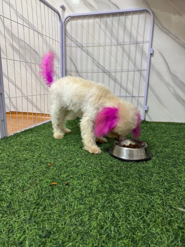 Mini Poodle White Female - Image 18