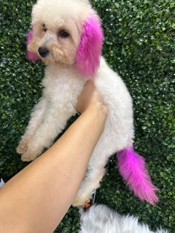 Mini Poodle White Female - Image 3