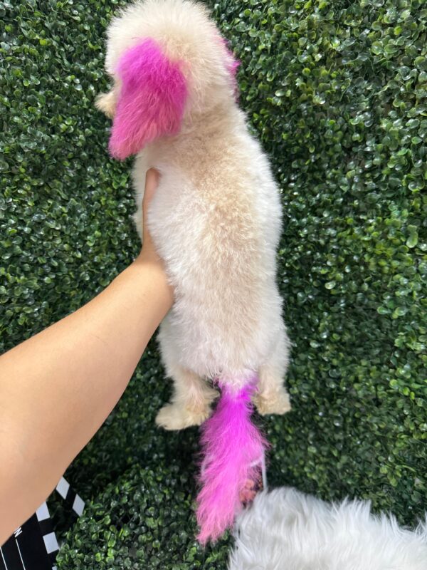 Mini Poodle White Female - Image 19