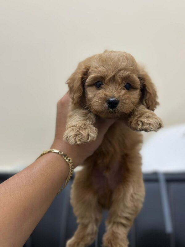 Toy Maltipoo - Image 2