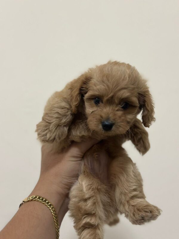 Toy Maltipoo - Image 3