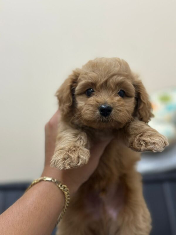 Toy Maltipoo