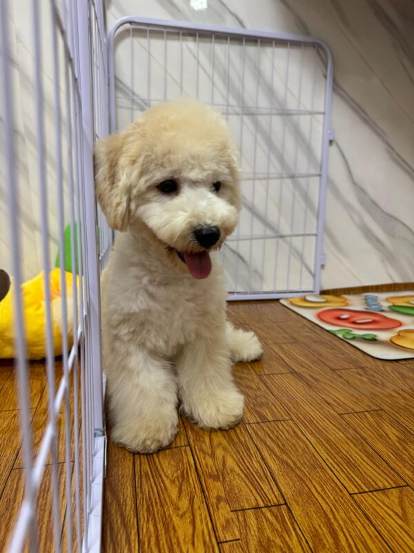 Maltipoo Male - Image 2