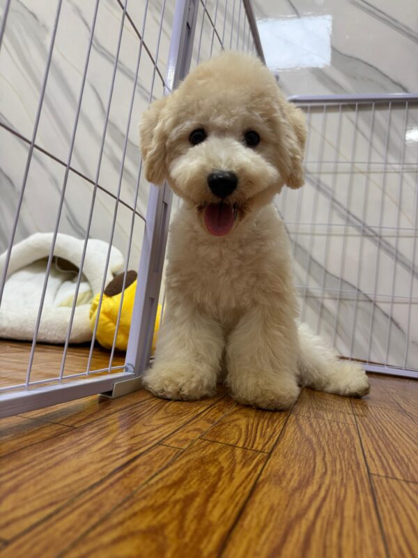 Maltipoo Male - Image 4