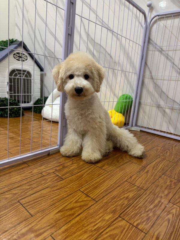 Maltipoo Male