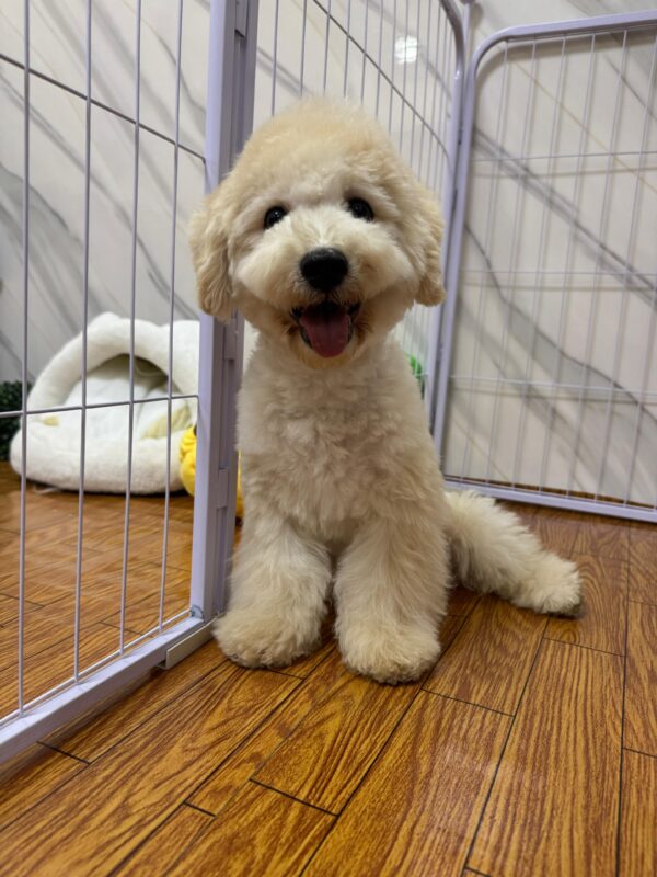 Maltipoo Male - Image 8