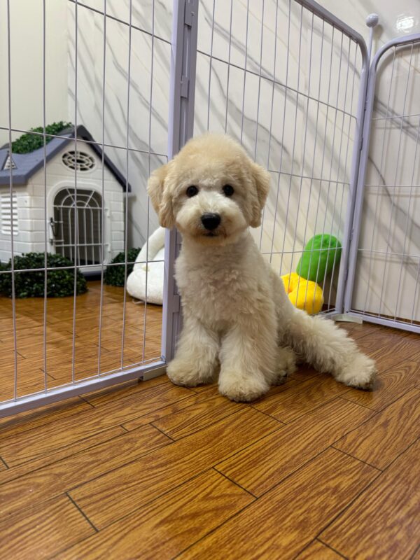 Maltipoo Male - Image 10