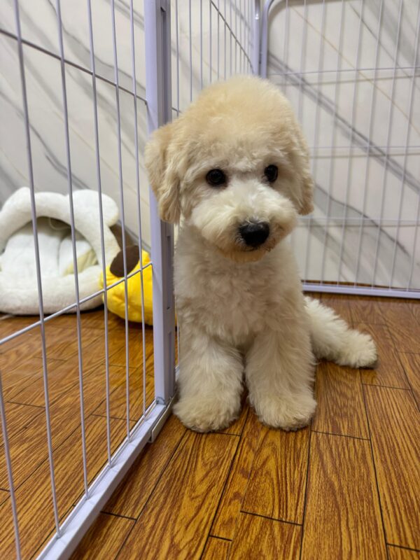 Maltipoo Male - Image 12