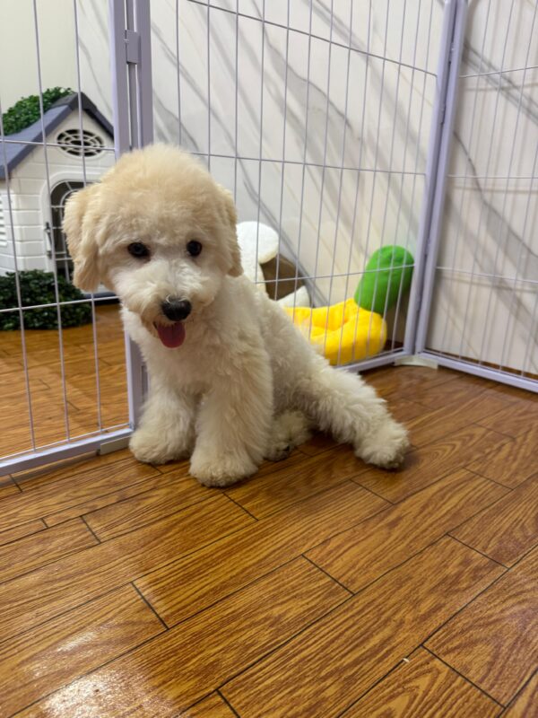 Maltipoo Male - Image 14