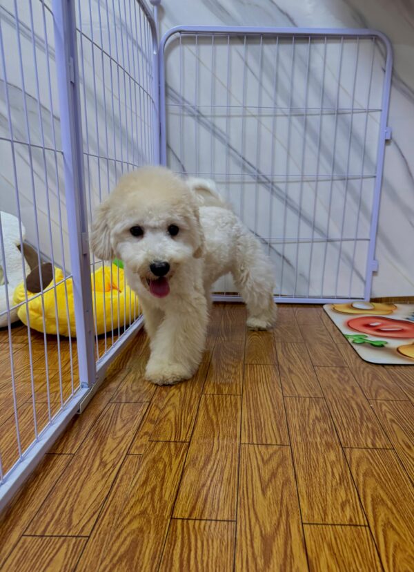 Maltipoo Male - Image 15