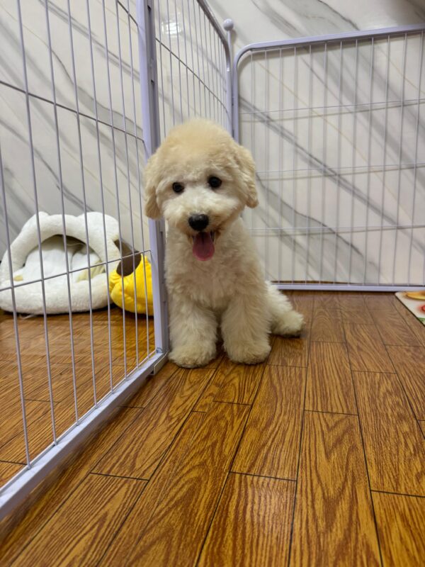 Maltipoo Male - Image 16