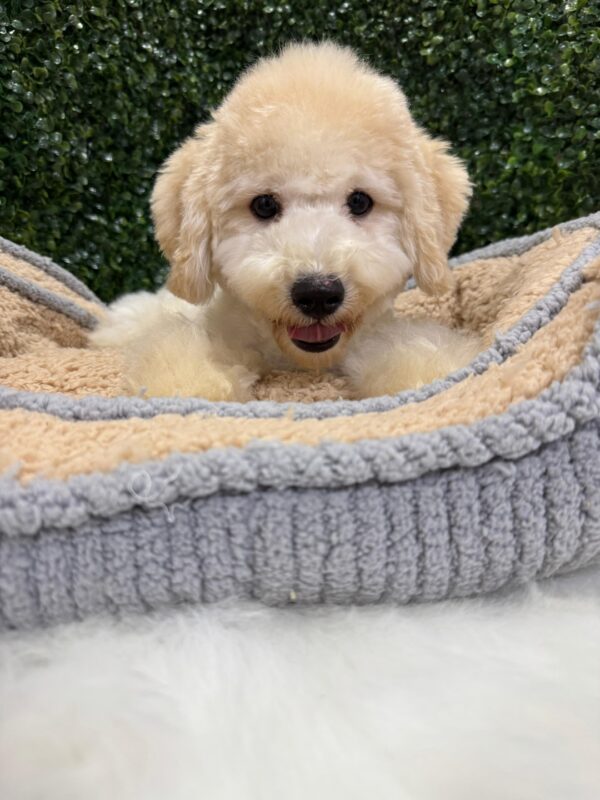 Maltipoo Male - Image 11