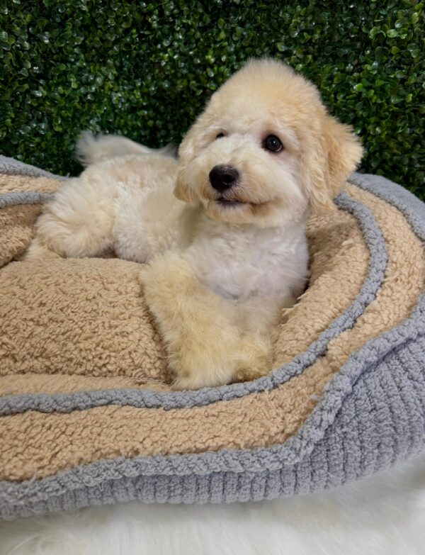 Maltipoo Male - Image 3