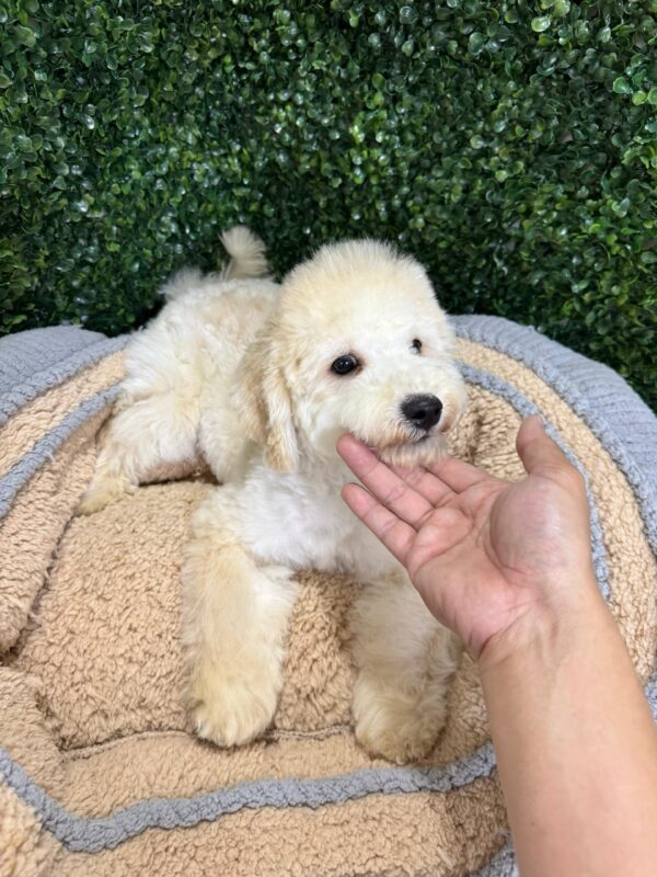 Maltipoo Male - Image 9