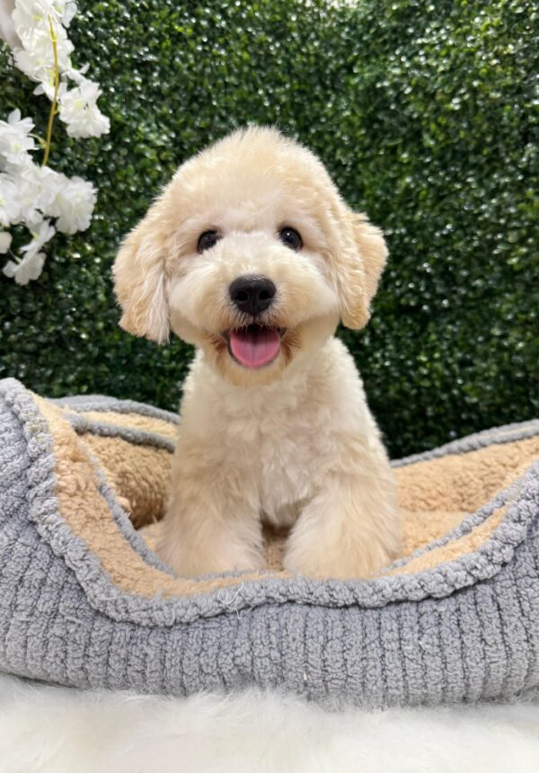 Maltipoo Male - Image 5