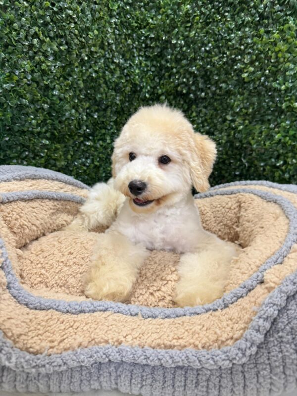 Maltipoo Male - Image 13