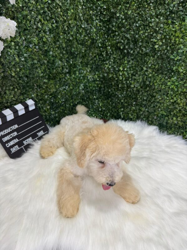 Maltipoo Male - Image 7