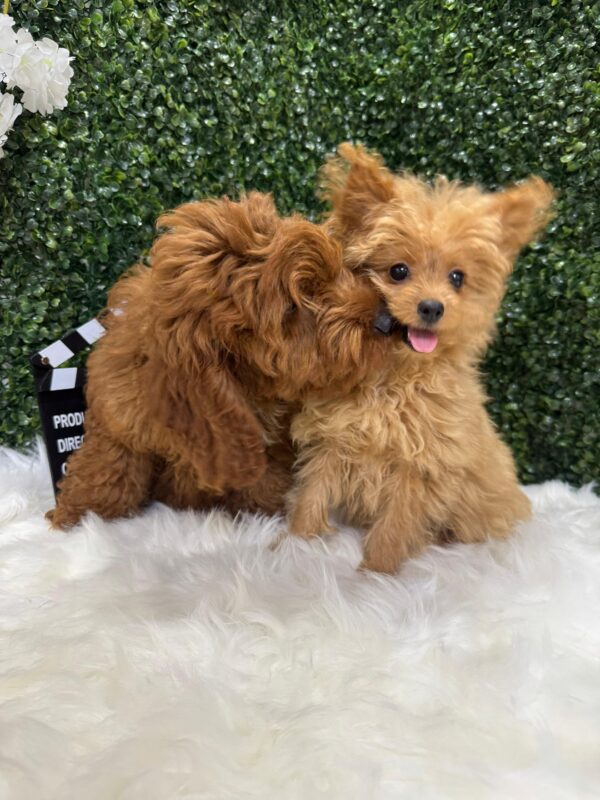 Cockapoo - Image 7