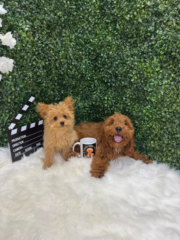 Cockapoo - Image 9