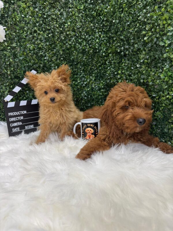 Cockapoo - Image 11