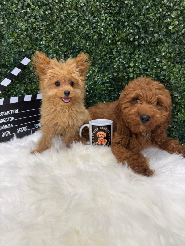 Cockapoo - Image 13