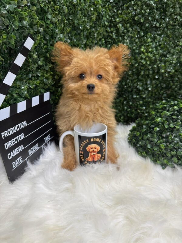 Pomapoo Female - Image 7