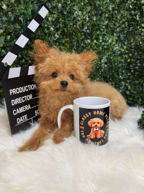 Pomapoo Female - Image 9