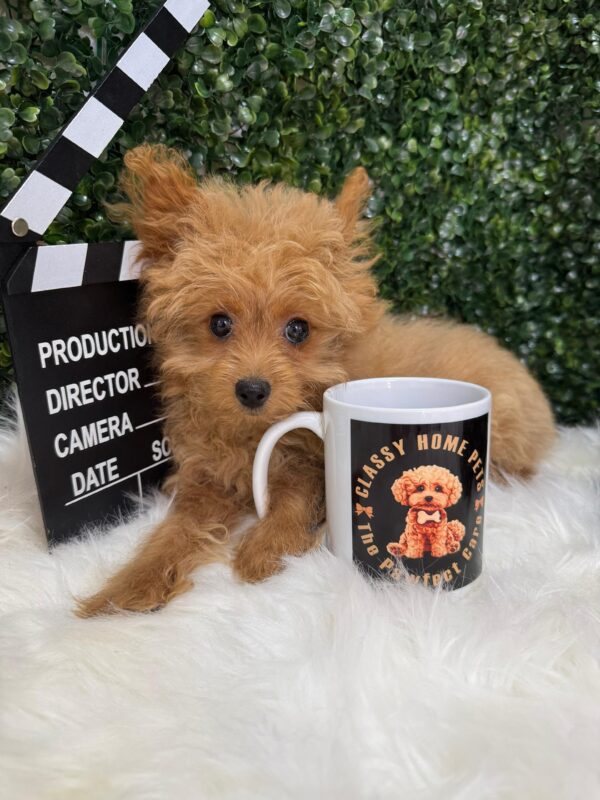 Pomapoo Female - Image 4