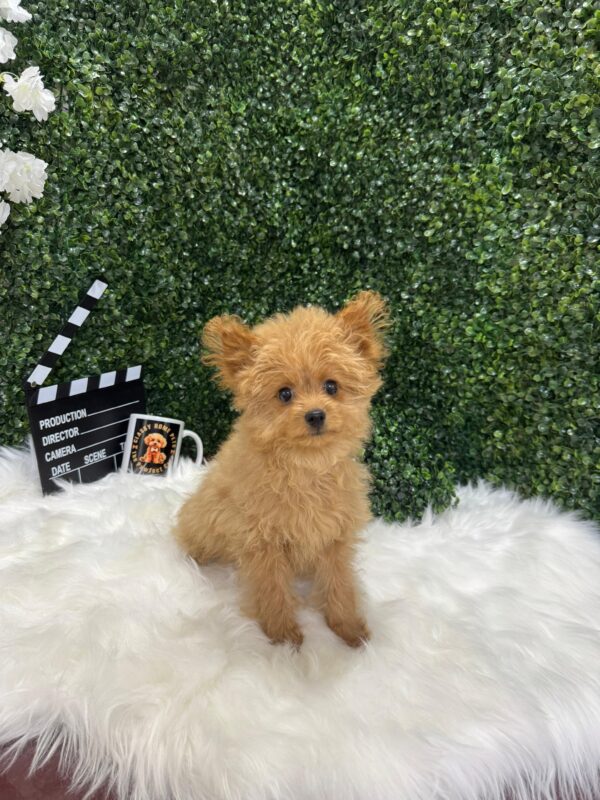 Pomapoo Female - Image 10
