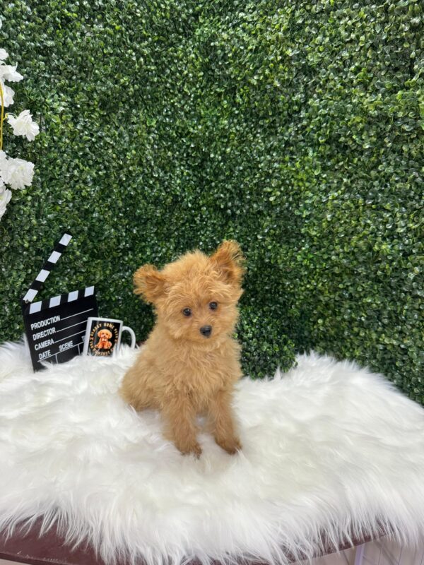 Pomapoo Female - Image 3
