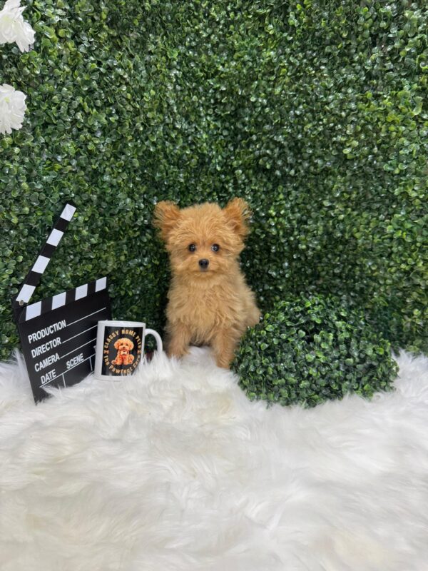 Pomapoo Female - Image 5