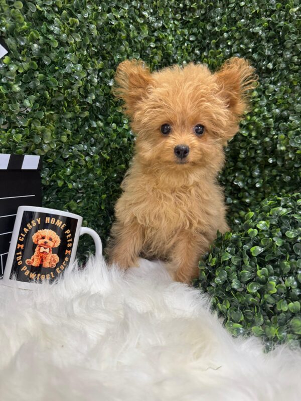 Pomapoo Female