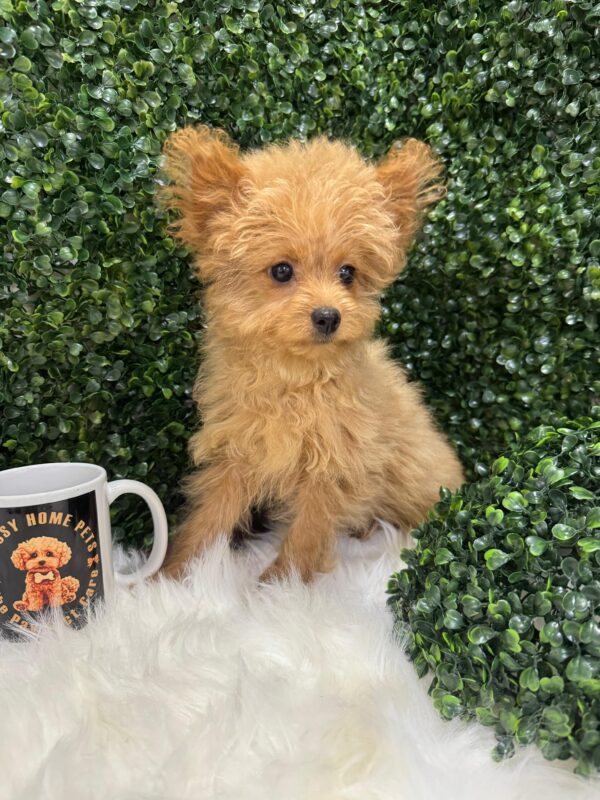 Pomapoo Female - Image 13
