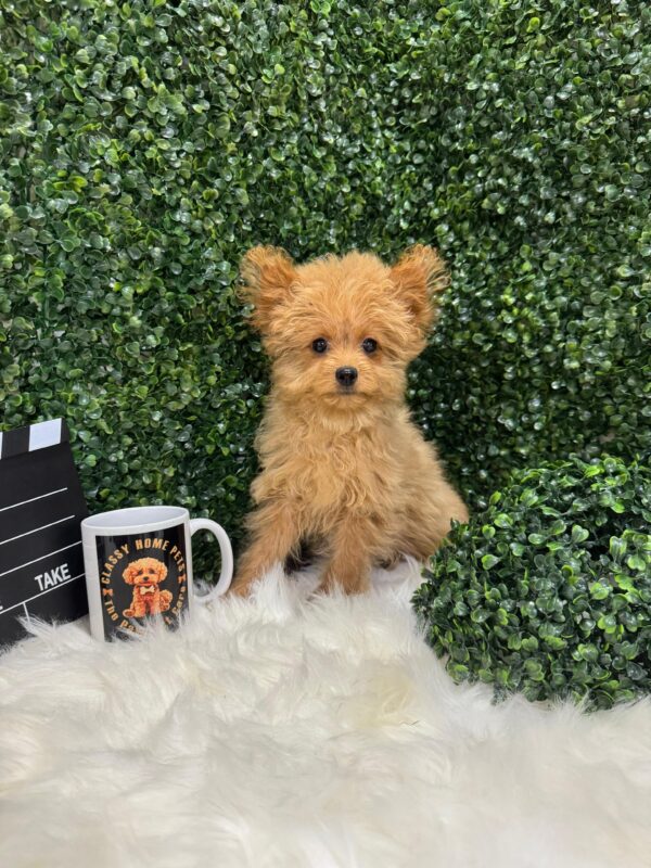 Pomapoo Female - Image 12