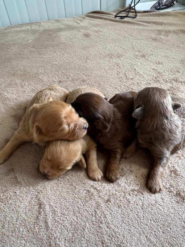 Maltipoo for Reservation - Image 2