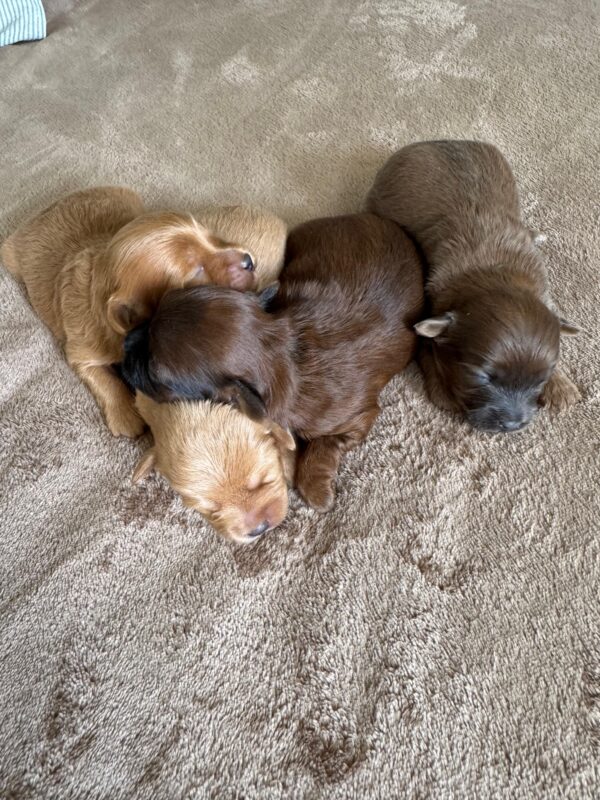 Maltipoo for Reservation - Image 8