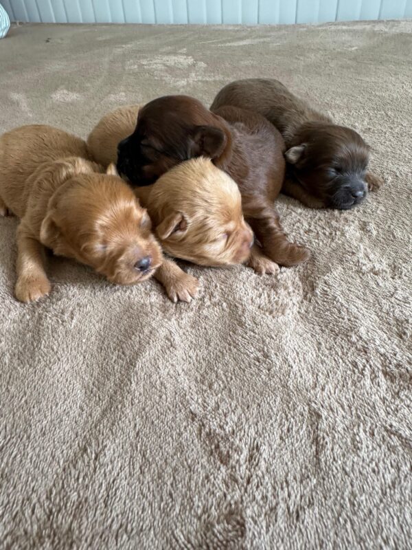 Maltipoo for Reservation - Image 7