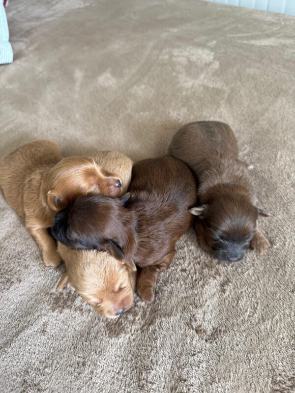Maltipoo for Reservation - Image 9