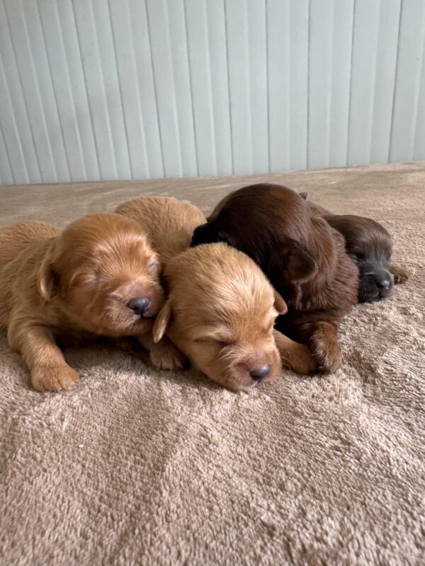 Maltipoo for Reservation - Image 11