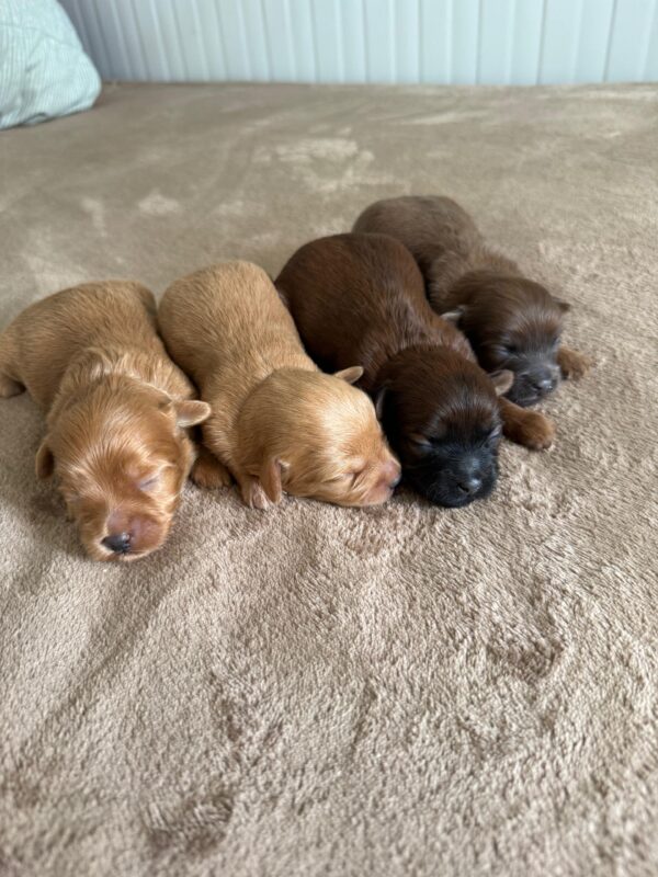 Maltipoo for Reservation - Image 13