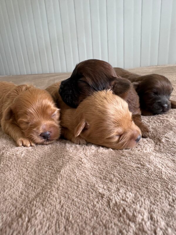 Maltipoo for Reservation - Image 12