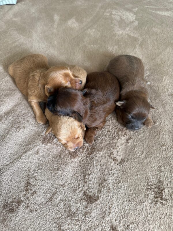 Maltipoo for Reservation - Image 14