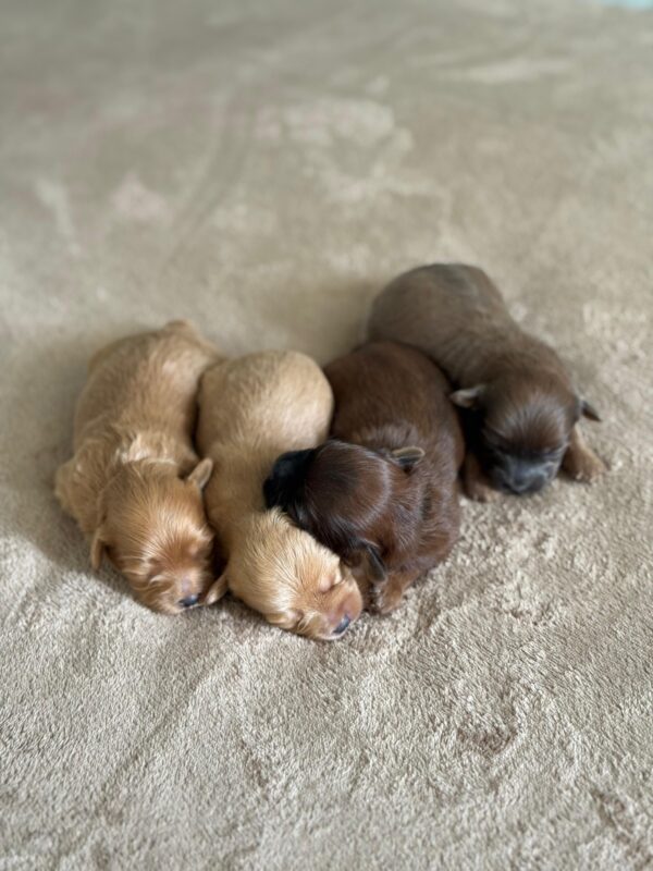 Maltipoo for Reservation - Image 15