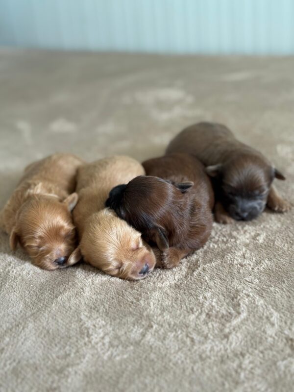 Maltipoo for Reservation - Image 16
