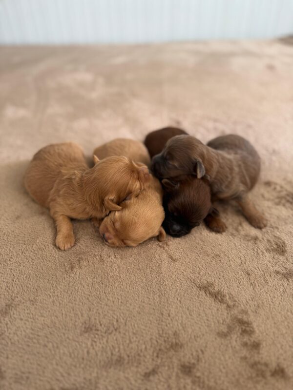 Maltipoo for Reservation - Image 17