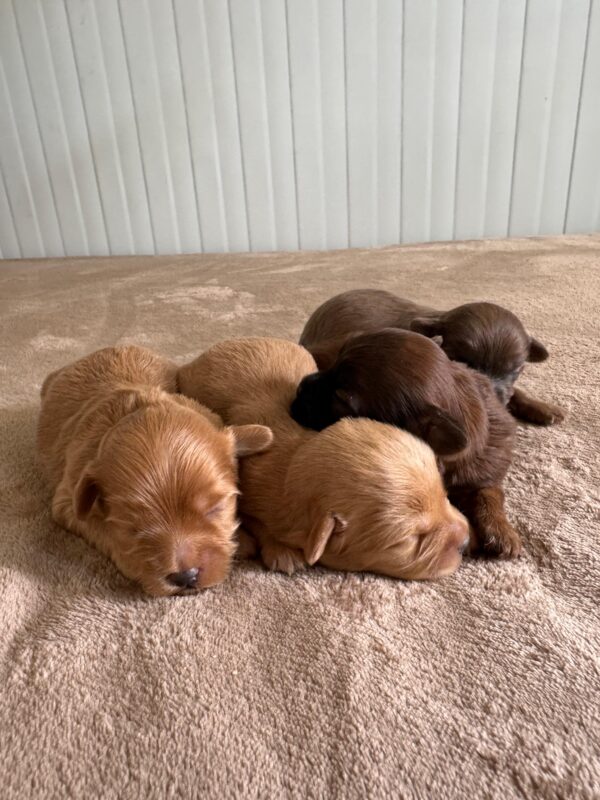 Maltipoo for Reservation