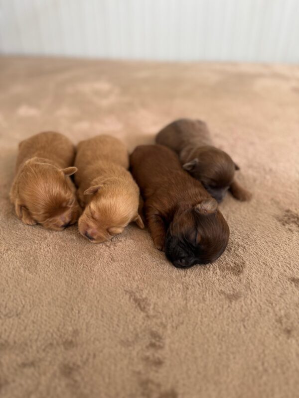Maltipoo for Reservation - Image 21
