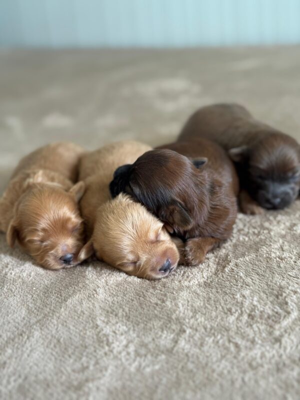 Maltipoo for Reservation - Image 22